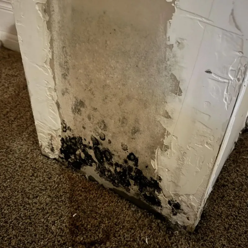 Professional Mold Removal in Hesston, KS